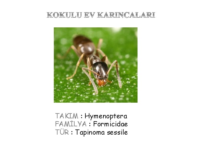 TAKIM : Hymenoptera FAMİLYA : Formicidae TÜR : Tapinoma sessile 