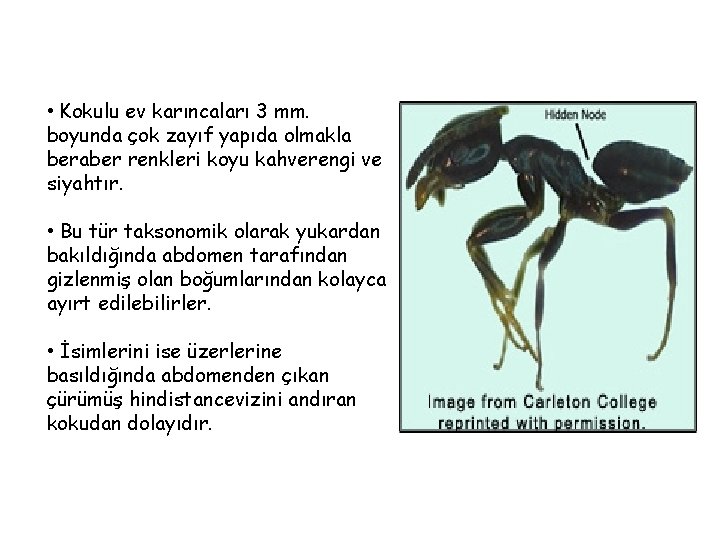  • Kokulu ev karıncaları 3 mm. boyunda çok zayıf yapıda olmakla beraber renkleri