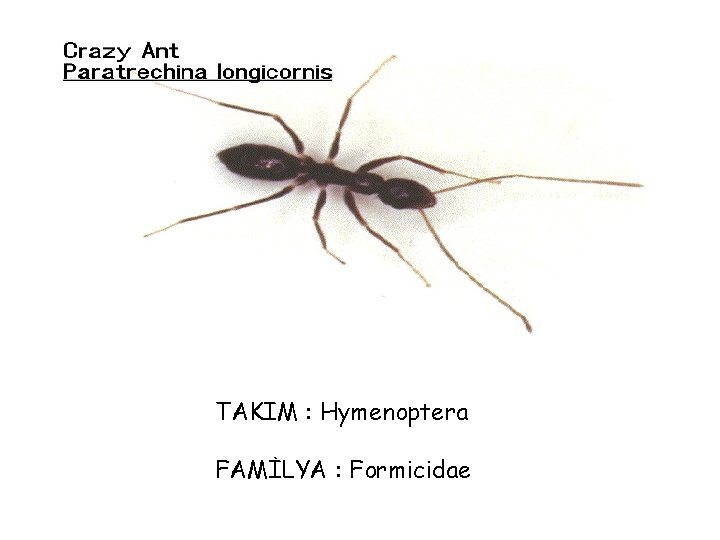 TAKIM : Hymenoptera FAMİLYA : Formicidae 