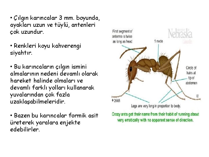  • Çılgın karıncalar 3 mm. boyunda, ayakları uzun ve tüylü, antenleri çok uzundur.