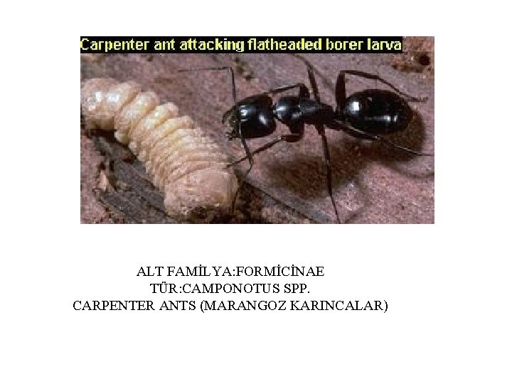 ALT FAMİLYA: FORMİCİNAE TÜR: CAMPONOTUS SPP. CARPENTER ANTS (MARANGOZ KARINCALAR) 