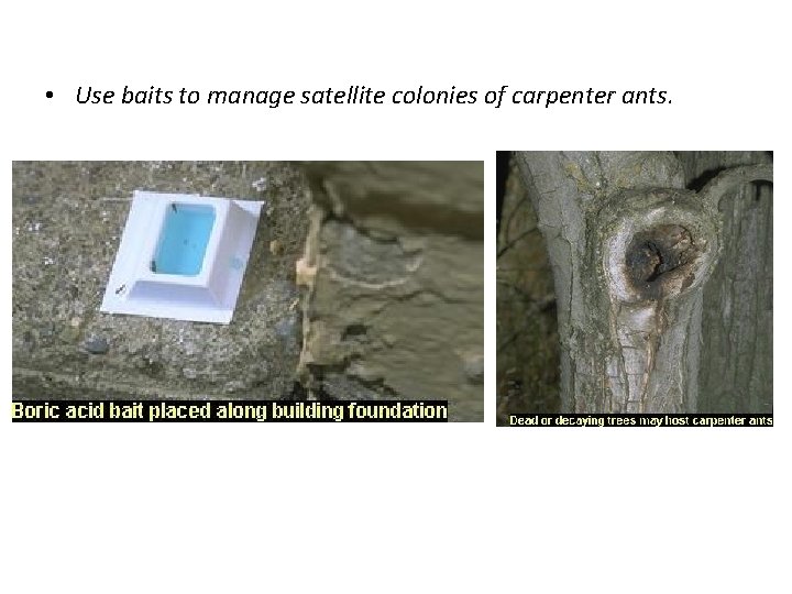  • Use baits to manage satellite colonies of carpenter ants. 