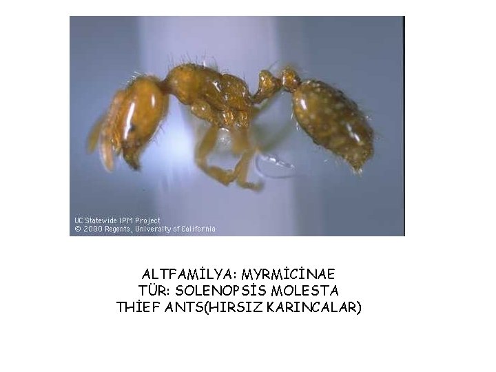 ALTFAMİLYA: MYRMİCİNAE TÜR: SOLENOPSİS MOLESTA THİEF ANTS(HIRSIZ KARINCALAR) 