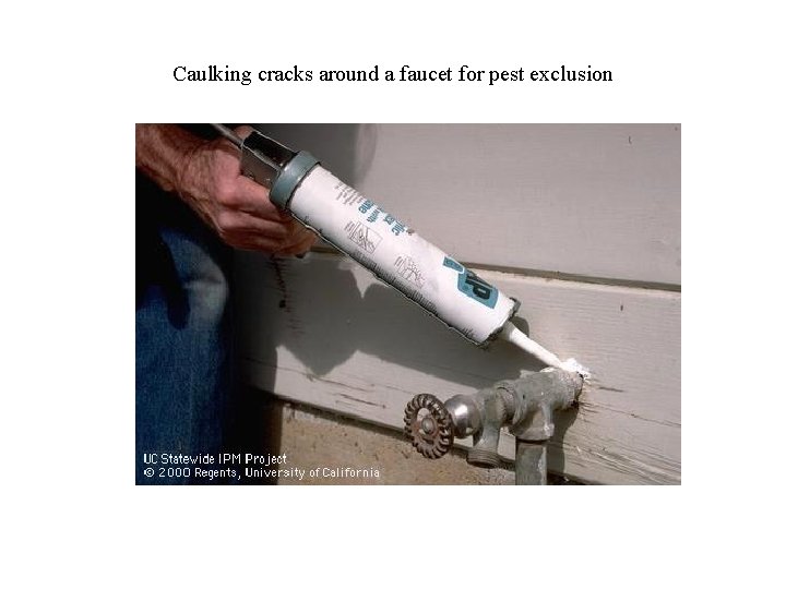 Caulking cracks around a faucet for pest exclusion 