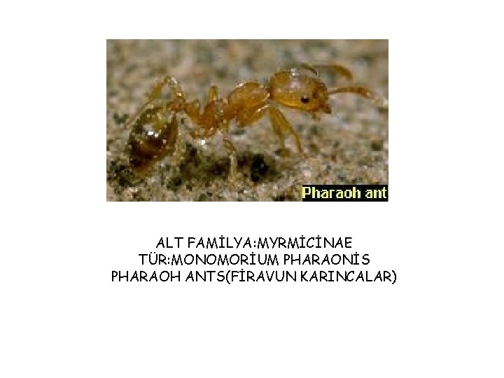 ALT FAMİLYA: MYRMİCİNAE TÜR: MONOMORİUM PHARAONİS PHARAOH ANTS(FİRAVUN KARINCALAR) 