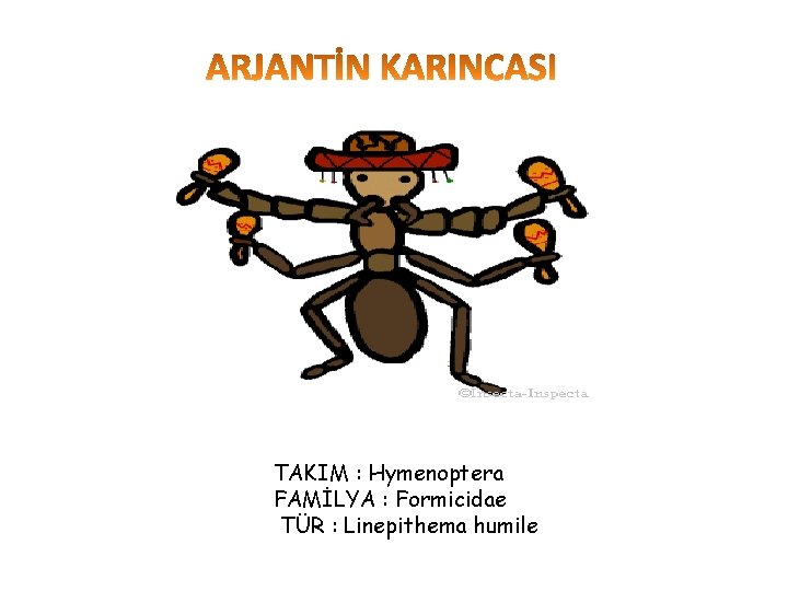 TAKIM : Hymenoptera FAMİLYA : Formicidae TÜR : Linepithema humile 