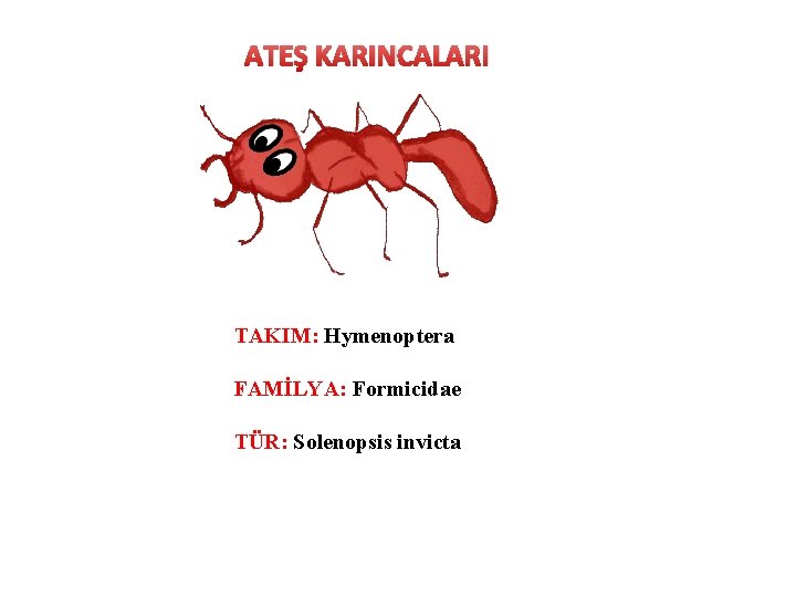 ATEŞ KARINCALARI TAKIM: Hymenoptera FAMİLYA: Formicidae TÜR: Solenopsis invicta 