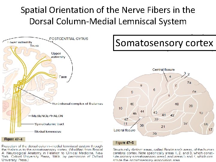 Spatial Orientation of the Nerve Fibers in the Dorsal Column-Medial Lemniscal System Somatosensory cortex