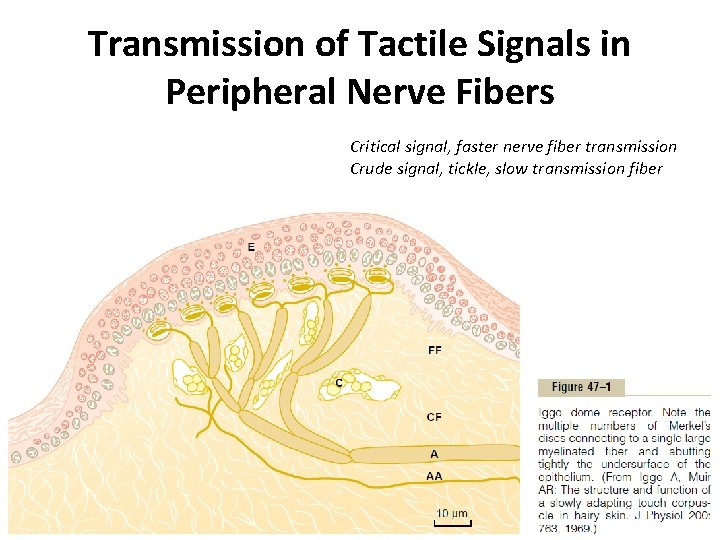 Transmission of Tactile Signals in Peripheral Nerve Fibers Critical signal, faster nerve fiber transmission