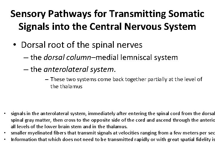 Sensory Pathways for Transmitting Somatic Signals into the Central Nervous System • Dorsal root