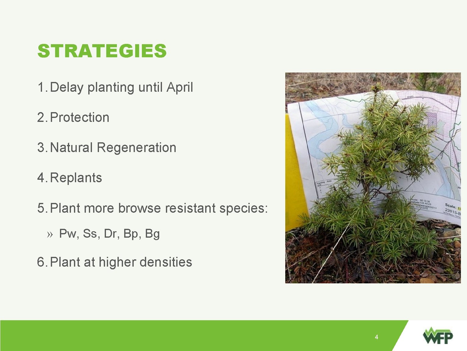 STRATEGIES 1. Delay planting until April 2. Protection 3. Natural Regeneration » Point: »