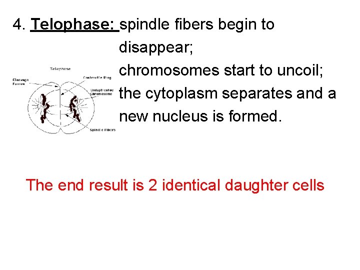 4. Telophase: spindle fibers begin to disappear; chromosomes start to uncoil; the cytoplasm separates