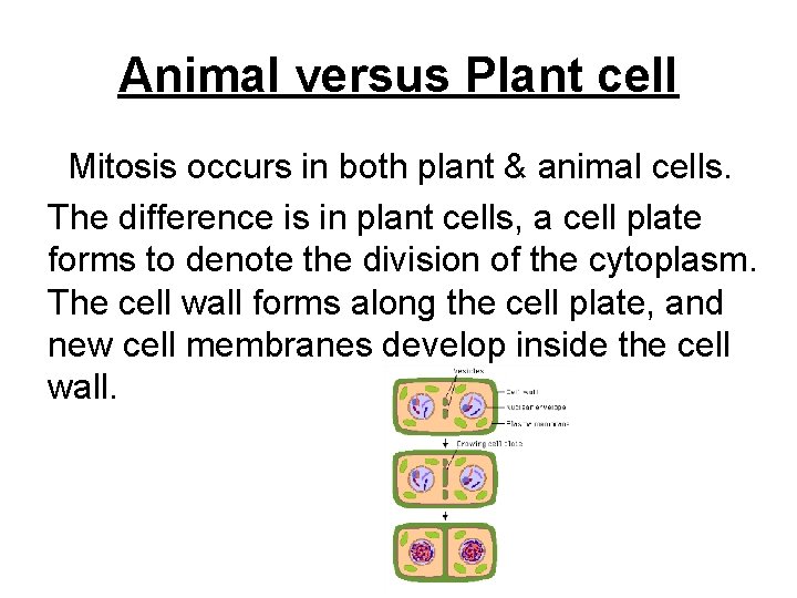 Animal versus Plant cell Mitosis occurs in both plant & animal cells. The difference
