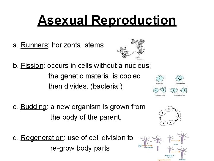 Asexual Reproduction a. Runners: horizontal stems b. Fission: occurs in cells without a nucleus;