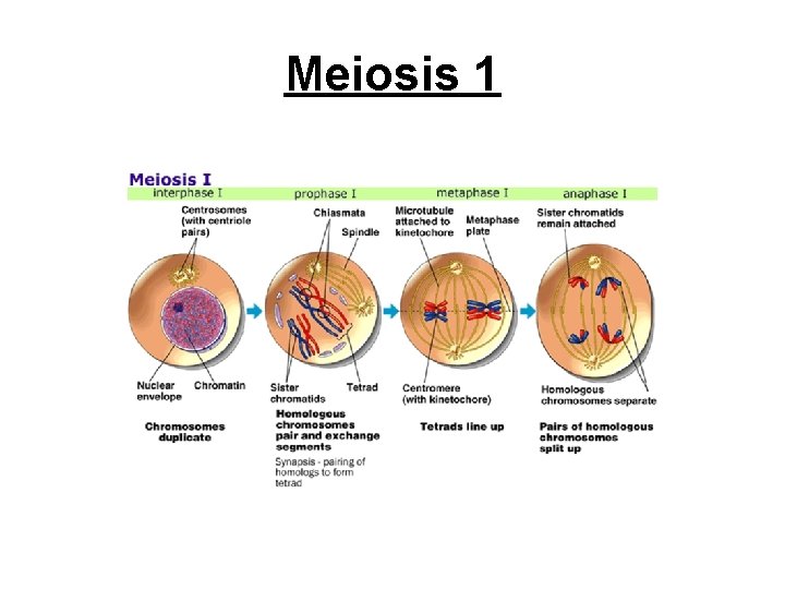 Meiosis 1 