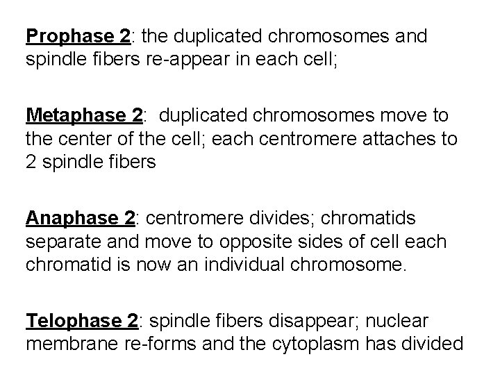Prophase 2: the duplicated chromosomes and spindle fibers re-appear in each cell; Metaphase 2: