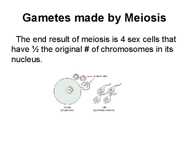 Gametes made by Meiosis The end result of meiosis is 4 sex cells that