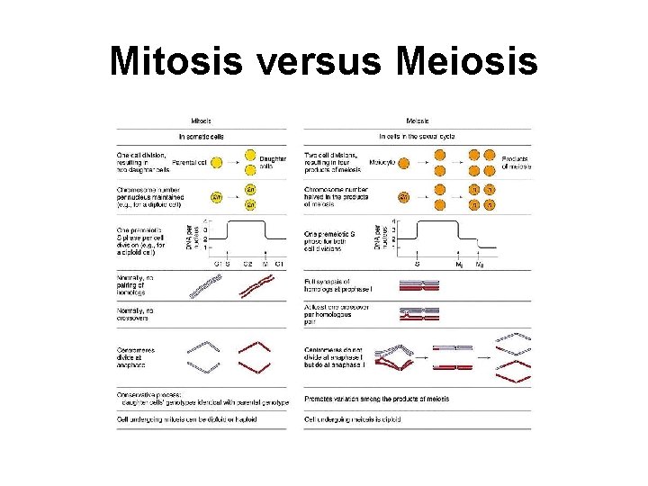Mitosis versus Meiosis 