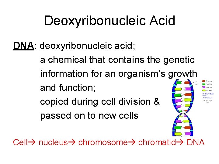 Deoxyribonucleic Acid DNA: deoxyribonucleic acid; a chemical that contains the genetic information for an