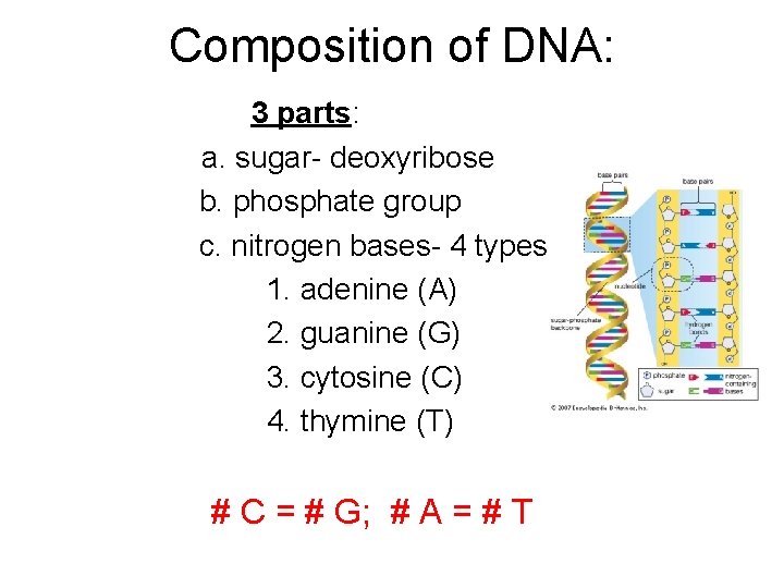 Composition of DNA: 3 parts: a. sugar- deoxyribose b. phosphate group c. nitrogen bases-
