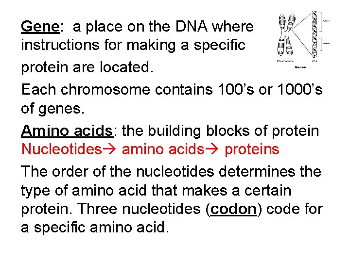 Gene: a place on the DNA where instructions for making a specific protein are