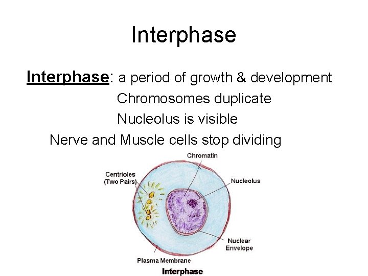 Interphase: a period of growth & development Chromosomes duplicate Nucleolus is visible Nerve and
