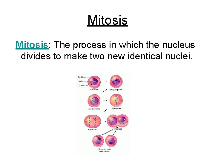 Mitosis: The process in which the nucleus divides to make two new identical nuclei.