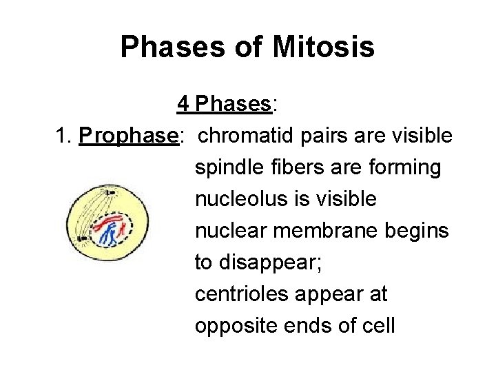 Phases of Mitosis 4 Phases: 1. Prophase: chromatid pairs are visible spindle fibers are