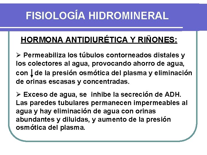 FISIOLOGÍA HIDROMINERAL HORMONA ANTIDIURÉTICA Y RIÑONES: Ø Permeabiliza los túbulos contorneados distales y los