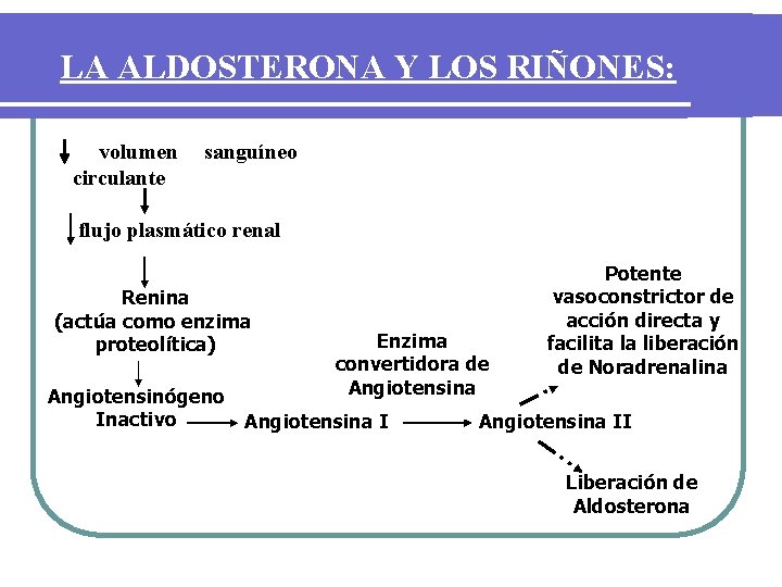 LA ALDOSTERONA Y LOS RIÑONES: volumen circulante sanguíneo flujo plasmático renal Renina (actúa como