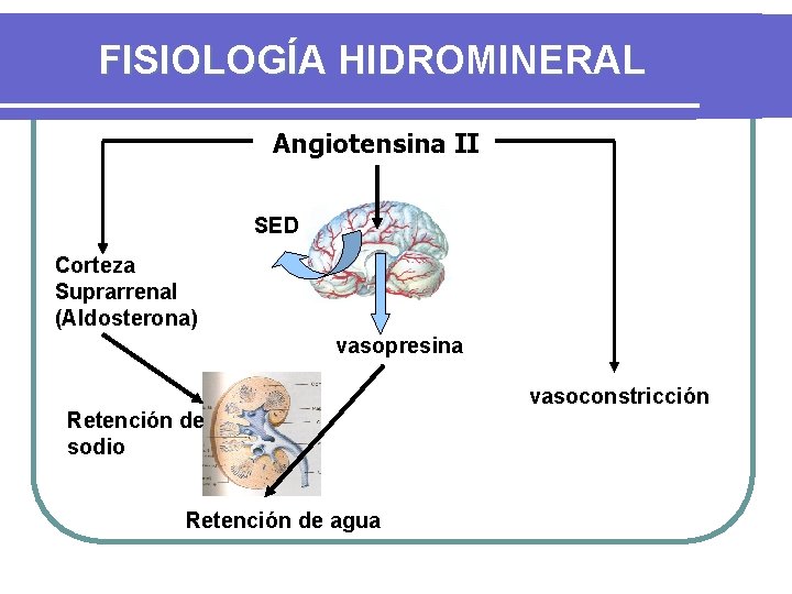 FISIOLOGÍA HIDROMINERAL Angiotensina II SED Corteza Suprarrenal (Aldosterona) vasopresina vasoconstricción Retención de sodio Retención