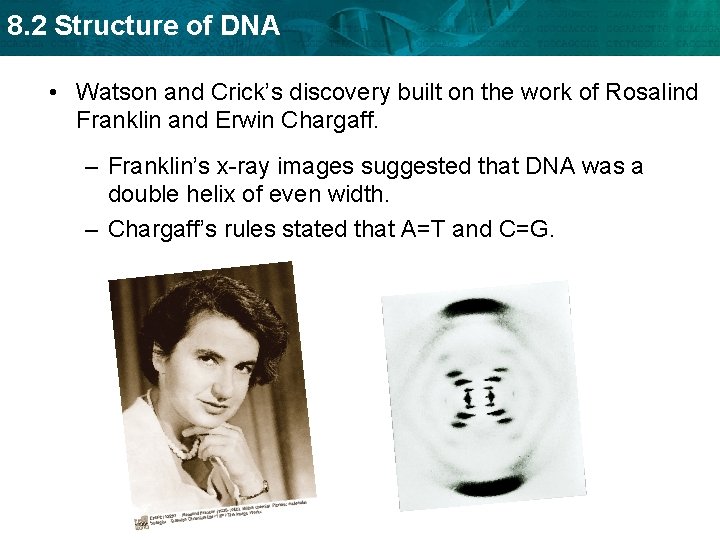 8. 2 Structure of DNA • Watson and Crick’s discovery built on the work