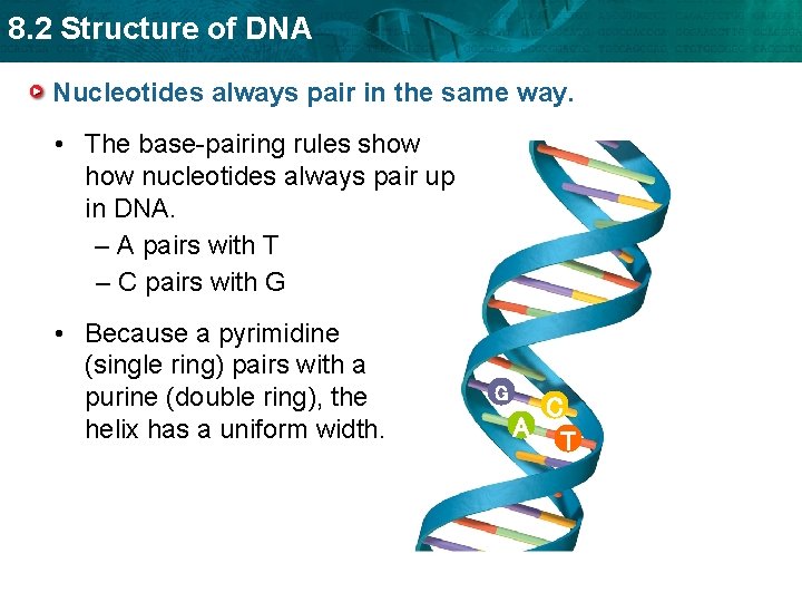 8. 2 Structure of DNA Nucleotides always pair in the same way. • The