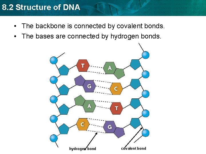 8. 2 Structure of DNA • The backbone is connected by covalent bonds. •