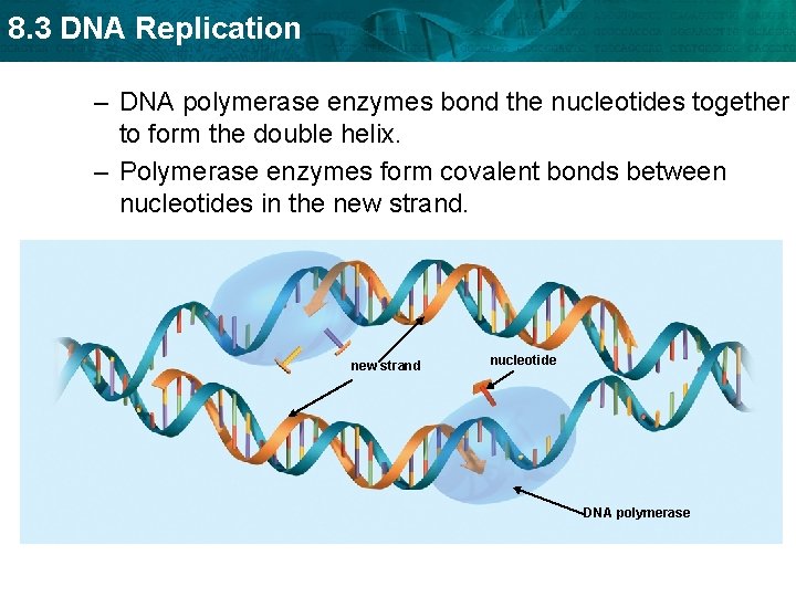8. 3 DNA Replication – DNA polymerase enzymes bond the nucleotides together to form