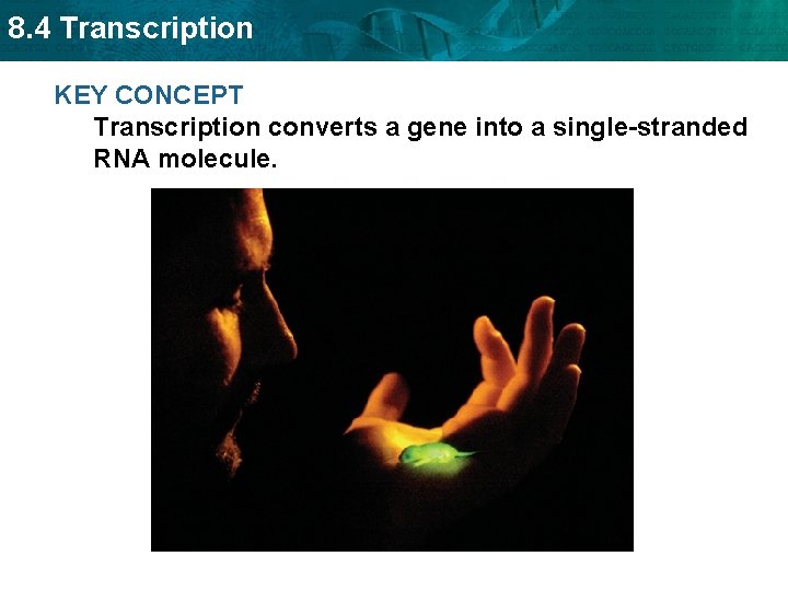 8. 4 Transcription KEY CONCEPT Transcription converts a gene into a single-stranded RNA molecule.
