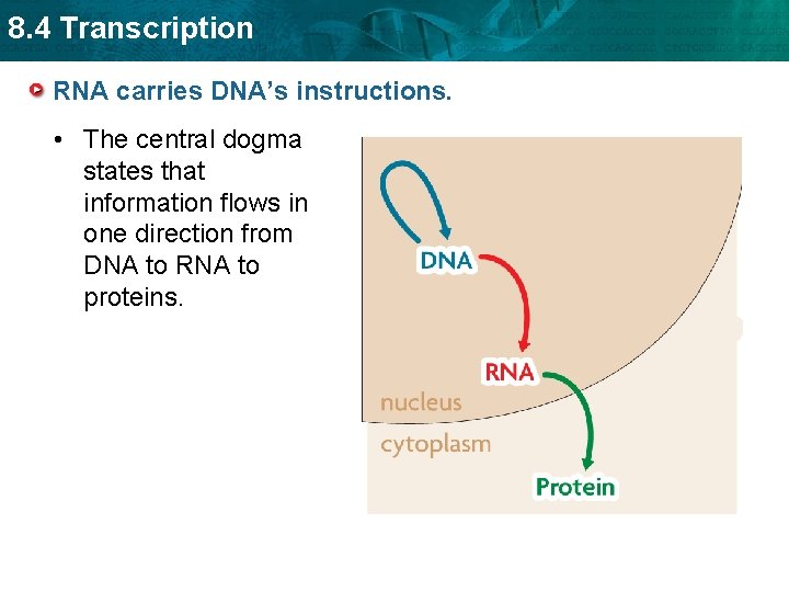 8. 4 Transcription RNA carries DNA’s instructions. • The central dogma states that information