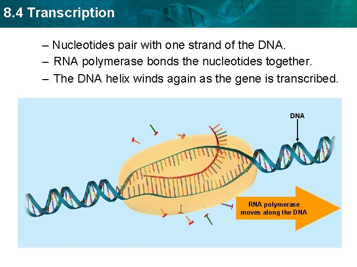 8. 4 Transcription – Nucleotides pair with one strand of the DNA. – RNA