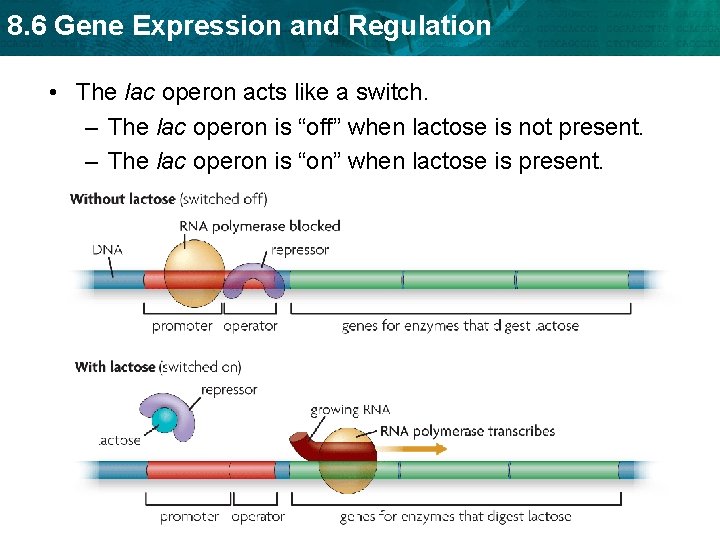 8. 6 Gene Expression and Regulation • The lac operon acts like a switch.