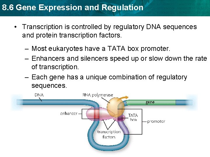 8. 6 Gene Expression and Regulation • Transcription is controlled by regulatory DNA sequences