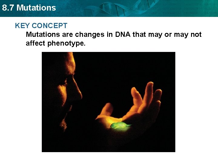 8. 7 Mutations KEY CONCEPT Mutations are changes in DNA that may or may