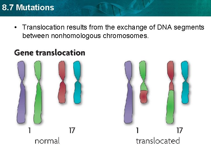 8. 7 Mutations • Translocation results from the exchange of DNA segments between nonhomologous