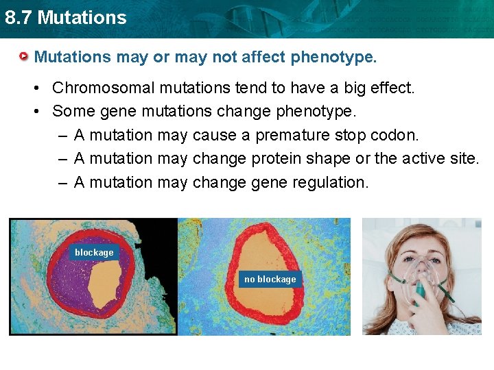 8. 7 Mutations may or may not affect phenotype. • Chromosomal mutations tend to