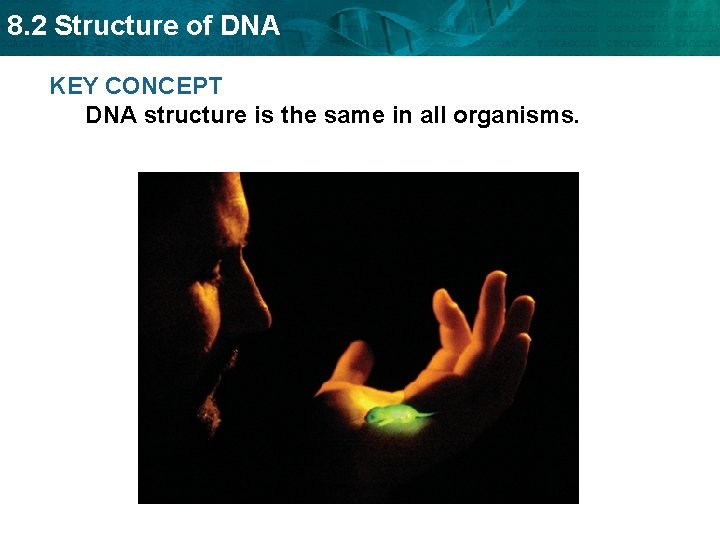 8. 2 Structure of DNA KEY CONCEPT DNA structure is the same in all