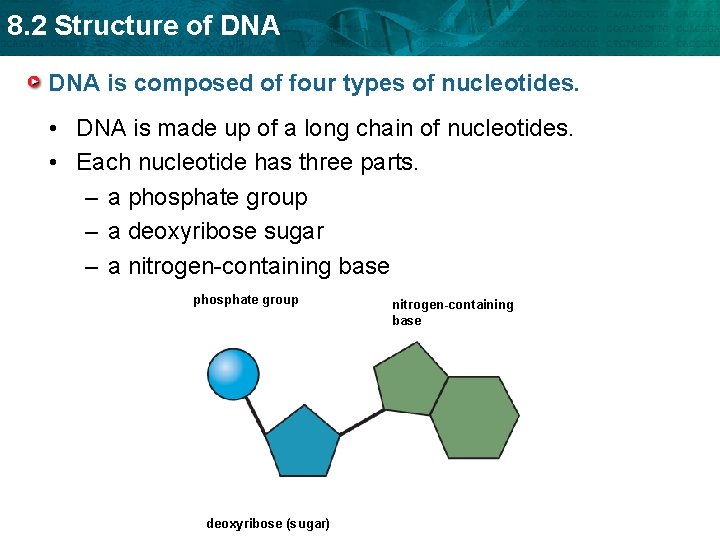 8. 2 Structure of DNA is composed of four types of nucleotides. • DNA