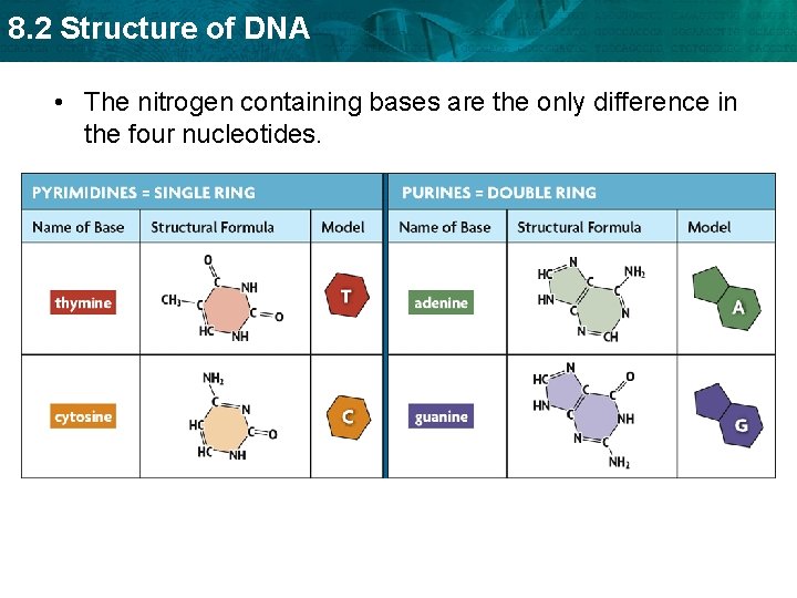 8. 2 Structure of DNA • The nitrogen containing bases are the only difference