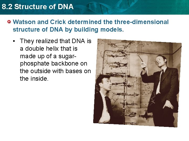 8. 2 Structure of DNA Watson and Crick determined the three-dimensional structure of DNA