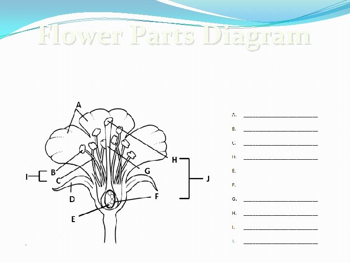 Flower Parts Diagram 