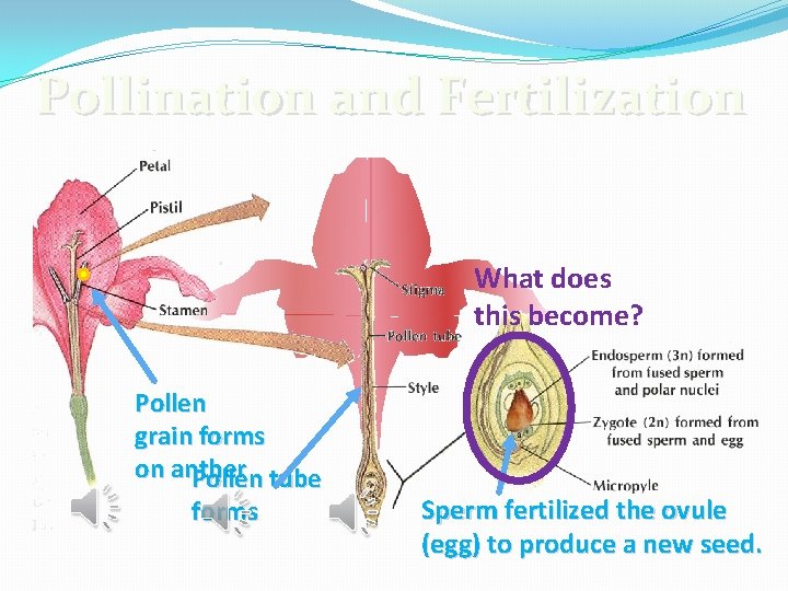 Pollination and Fertilization What does this become? Pollen grain forms on anther Pollen tube