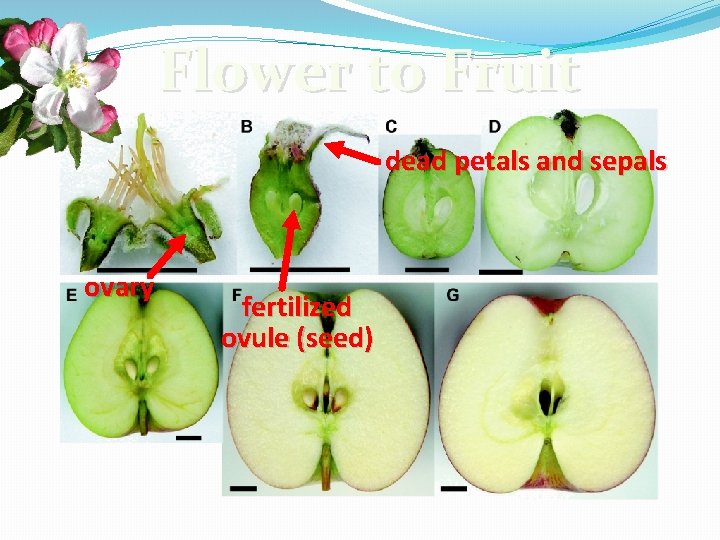 Flower to Fruit dead petals and sepals ovary fertilized ovule (seed) Flower to Fruit dead petals and sepals ovary fertilized ovule (seed)